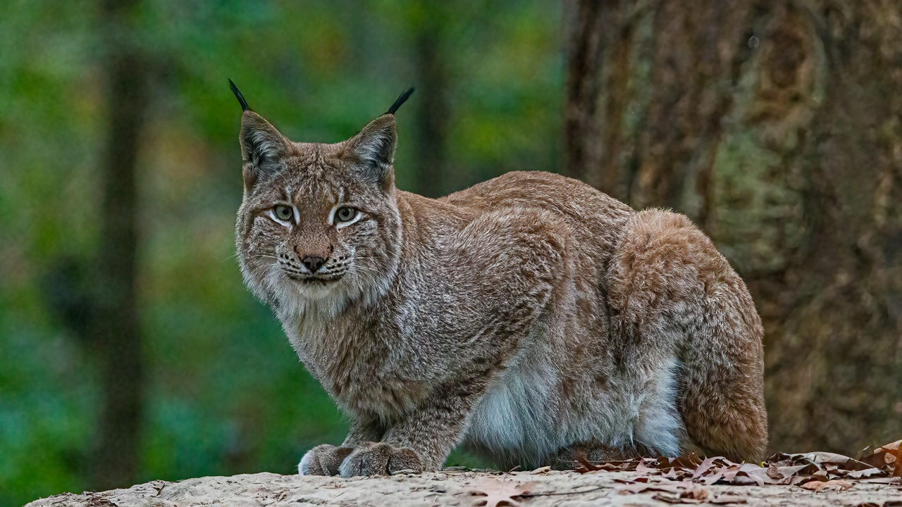 Iberian lynx and other iconic Spanish mammals in their habitats
