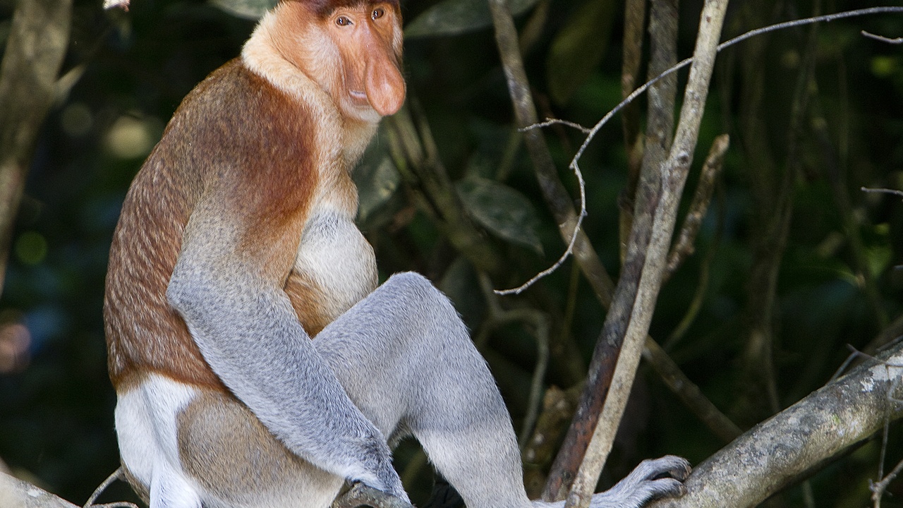 Proboscis monkey and other canopy mammals along a riverine stretch in Brunei