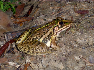 Indian bullfrog