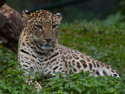 Indian leopard