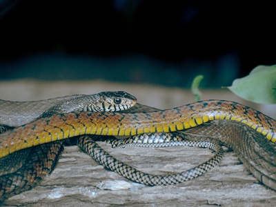 Indian rock python