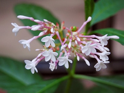 Indian snakeroot