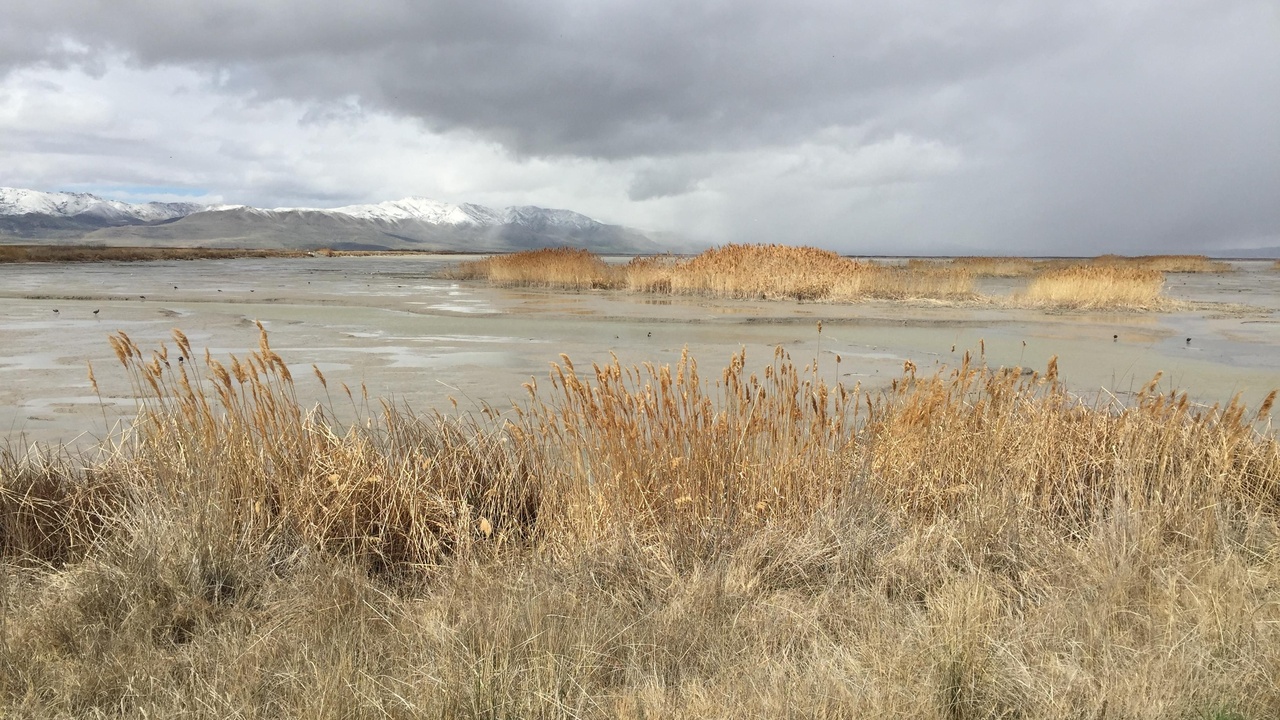 Migratory shorebirds on a tidal mudflat, highlighting indicator species and long-distance migrants