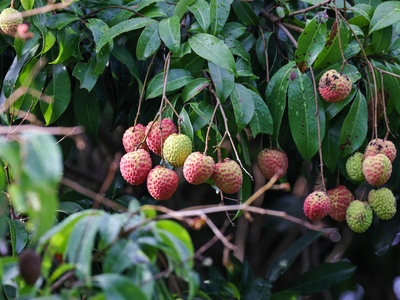 Indigenous Bornean forest fruits (group entry)