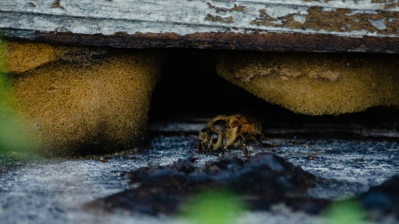 A bumblebee queen emerging from the soil in spring after overwintering