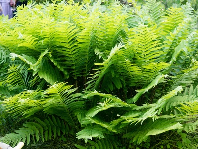 Interrupted fern