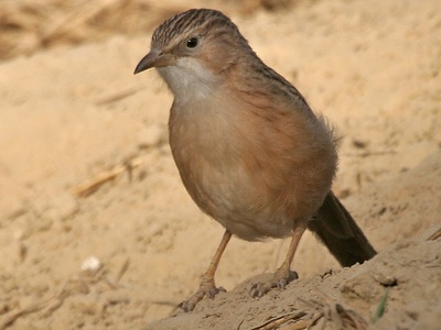 Iraq babbler