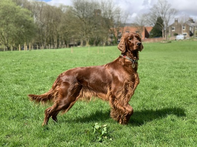 Irish Setter