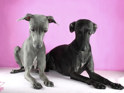 Italian Greyhound