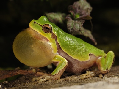 Italian Tree Frog