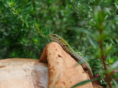Italian wall lizard
