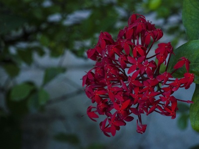 Ixora