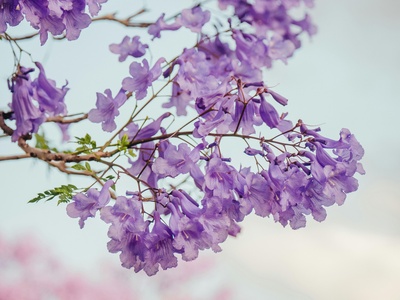 Jacaranda