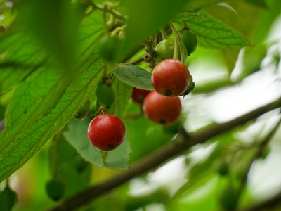 Jamaican cherry / Malay cherry