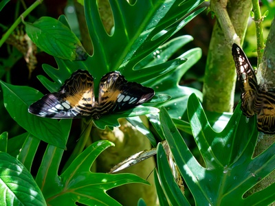 Jamaican giant swallowtail