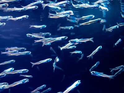 Japanese anchovy