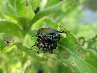 Japanese beetle