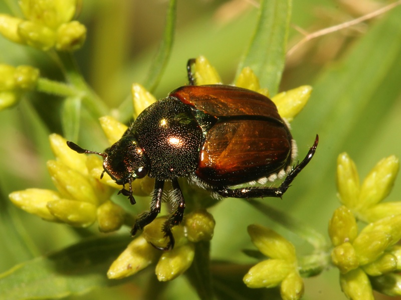 Temperate Forest Insects List - Flora Fauna Fun