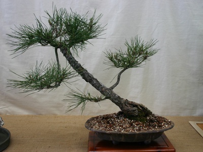 Japanese black pine (bonsai)
