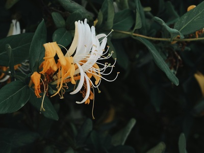 Japanese honeysuckle