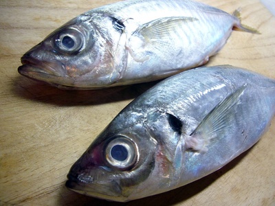 Japanese horse mackerel