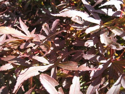Japanese maple 'Shaina'
