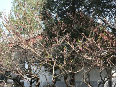 Japanese quince (tree form)