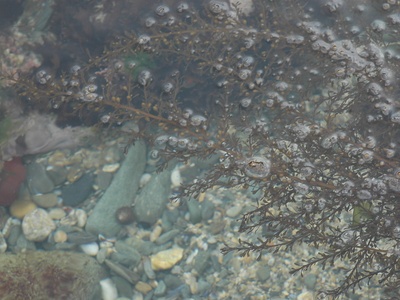 Japanese wireweed