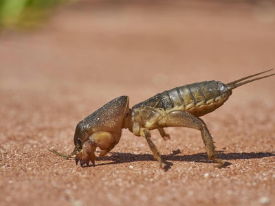 Jayakar's scorpion