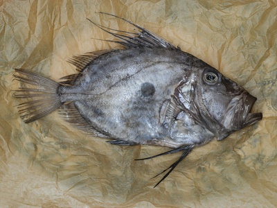 John Dory