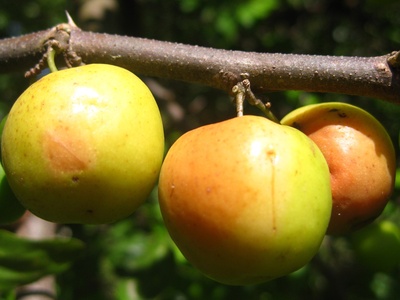Jujube (Indian jujube)
