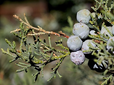 Juniper berry