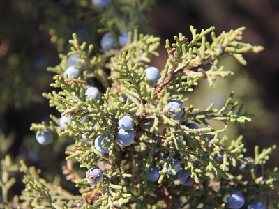Juniper Berry