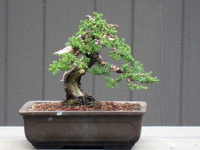 Juniper 'Procumbens Nana'