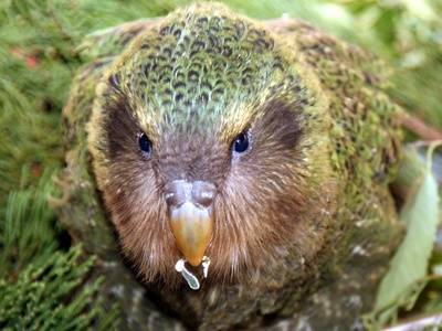 Kakapo
