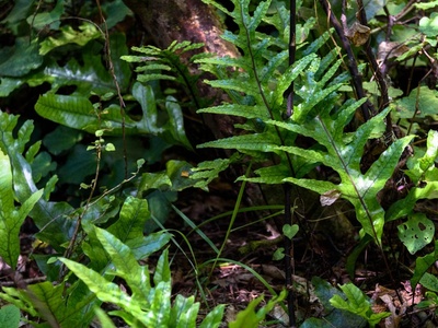 Kangaroo fern