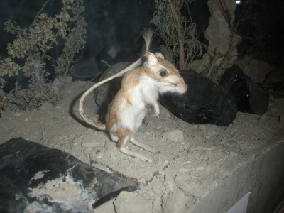 Kangaroo Rat