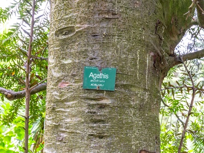 Kauri