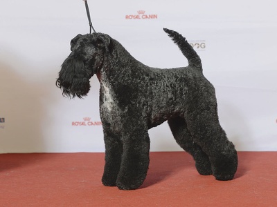 Kerry Blue Terrier