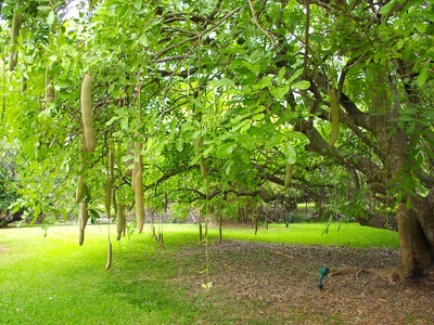 Kigelia (sausage tree)
