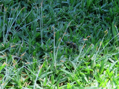 Kikuyu grass