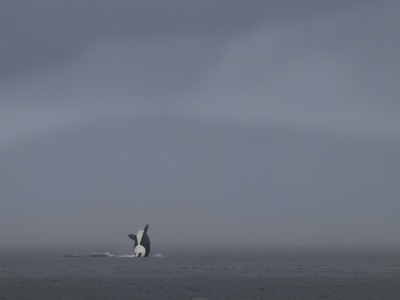 Killer Whale (Orca)