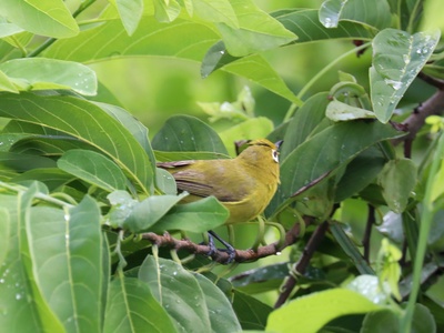 Kirk's white-eye
