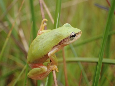 Kivu Reed Frog