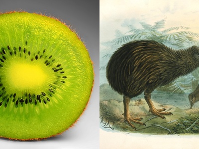 Kiwi