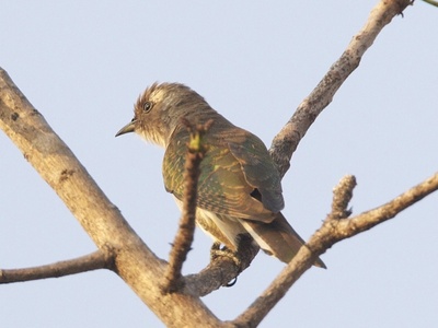 Klaas's Cuckoo