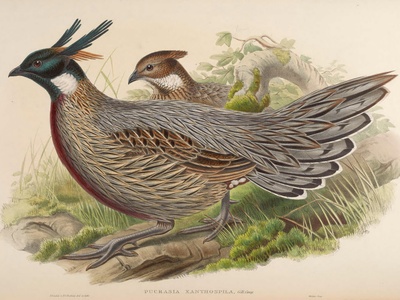 Koklass Pheasant