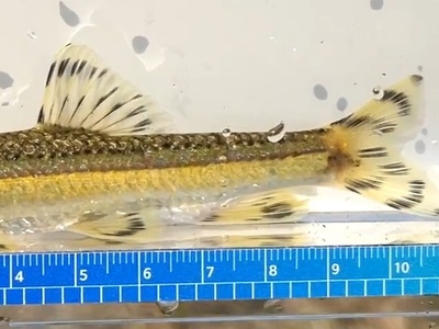 Korean dace