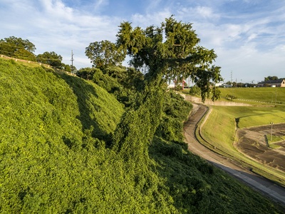 Kudzu