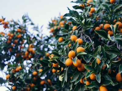 Kumquat